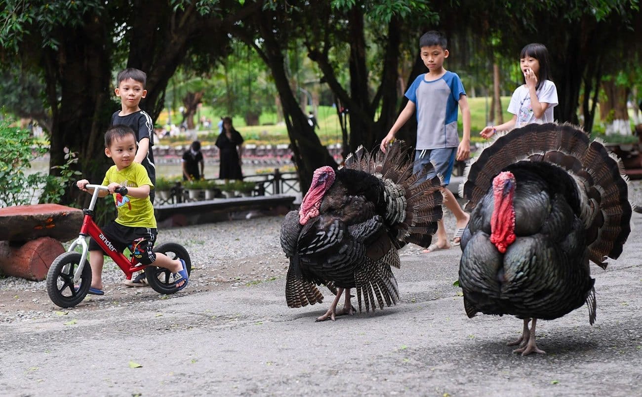 Trẻ em thích thú ngắm động vật đi lại giữa những con đường trong khu đô thị.